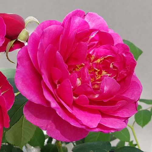 Virágágyi floribunda rózsa - Rózsa - The Fairy Tale Rose™ - Online rózsa rendelés